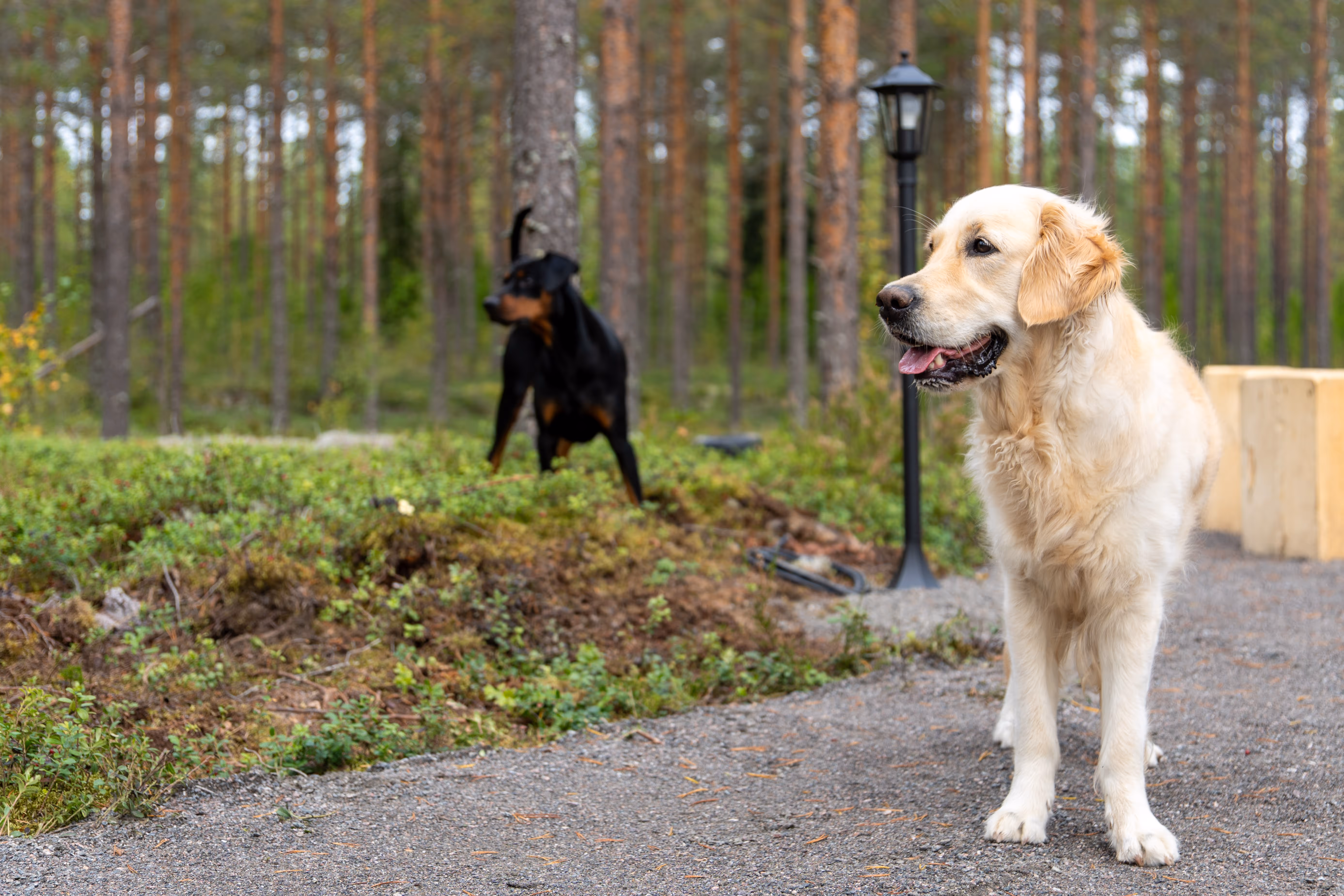 Kultainennoutaja seisoo etualalla soratiellä Korkeakosken koirametsän nuotiopaikan vieressä, ja dobermanni seisoo taustalla metsän siimeksessä.