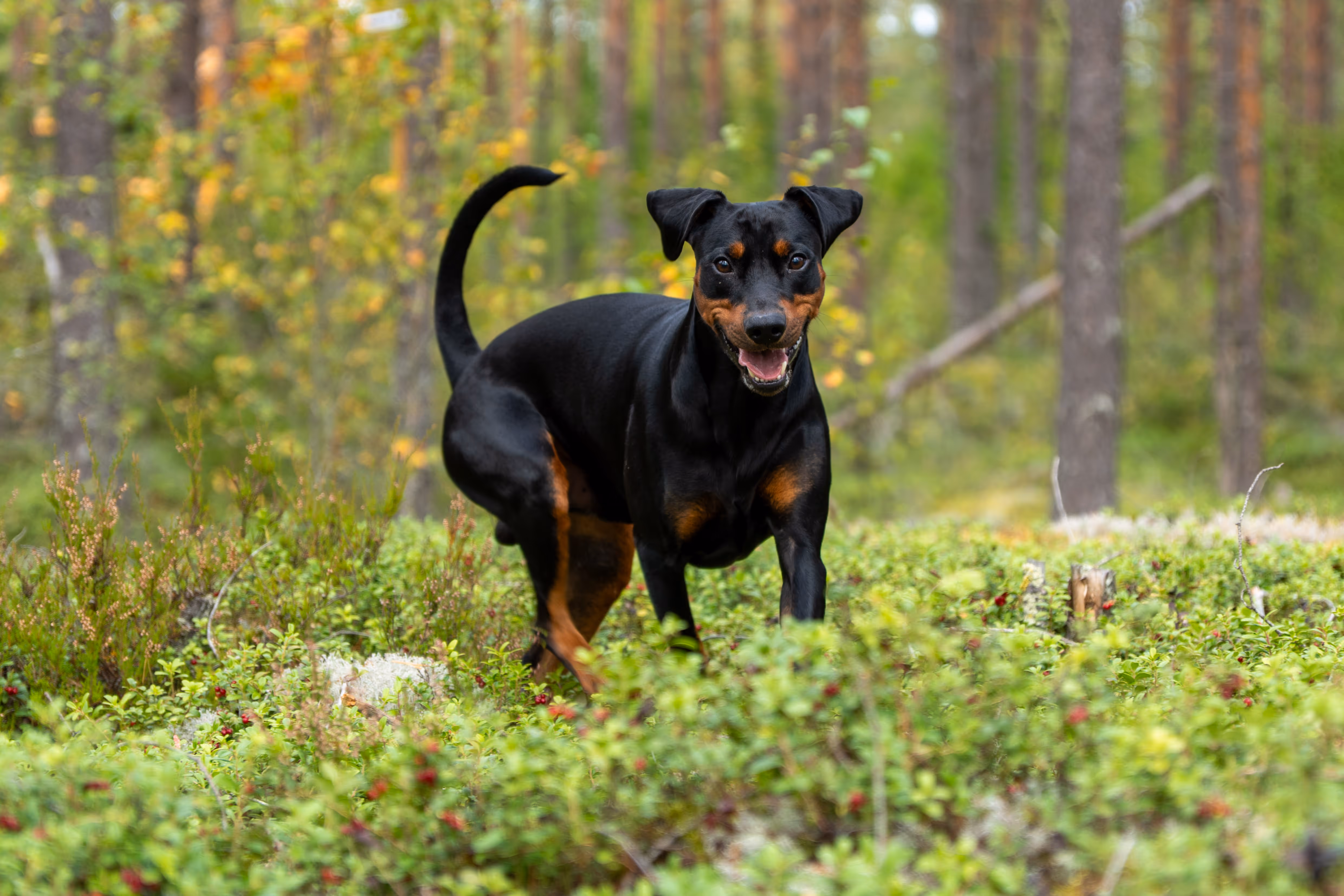 Energinen musta-ruskea dobermanni juoksee iloisesti kohti kameraa Korkeakosken koirametsän vehreässä maastossa.
