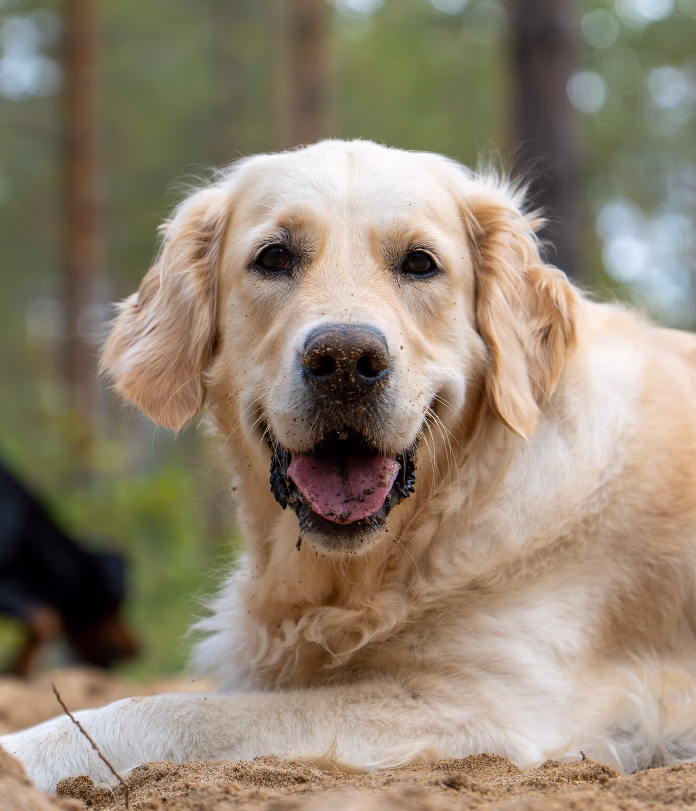 Lähikuva hiekkaisesta ja onnellisesta kultaisestanoutajasta, joka katsoo suoraan kameraan suu auki. Koira on selvästi nauttinut vapaana juoksemisesta koirametsässä.