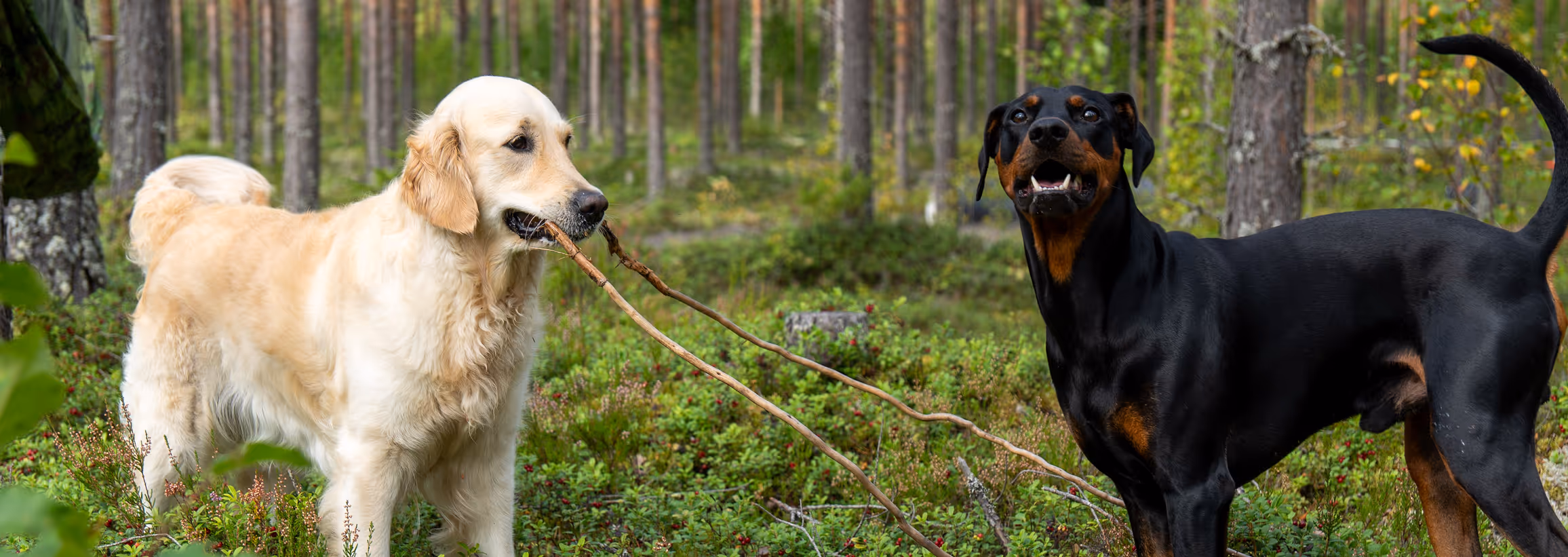 Kultainennoutaja ja musta dobermanni leikkivät yhdessä kepillä Korkeakosken koirametsässä. Koirat seisovat puolukkaa kasvavassa vehreässä metsämaastossa.