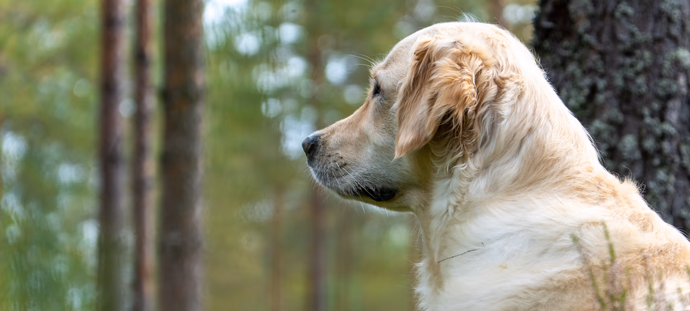 Lähikuva kultaisennoutajan profiilista Korkeakosken koirametsän rauhallisessa mäntymetsässä. Koira katsoo mietteliäänä eteenpäin.